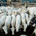 Animais que vêm para a ExpoLondrina passam por protocolo de biosseguridade