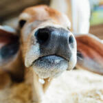 Animais que vêm para a ExpoLondrina passam por protocolo de biosseguridade