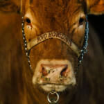 Animais que vêm para a ExpoLondrina passam por protocolo de biosseguridade