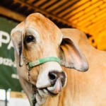 Animais que vêm para a ExpoLondrina passam por protocolo de biosseguridade