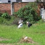 Secretaria de Saúde de Guarapuava intensifica ações de combate à Dengue no Município