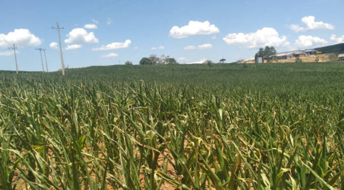 Produtor com quebra de safra pode renegociar seu crédito rural
