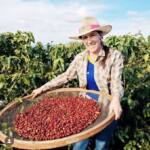 Participação do Norte Pioneiro do Paraná na Expo Café Chile 2024: Potencializando o Turismo e a Cultura Café na Região