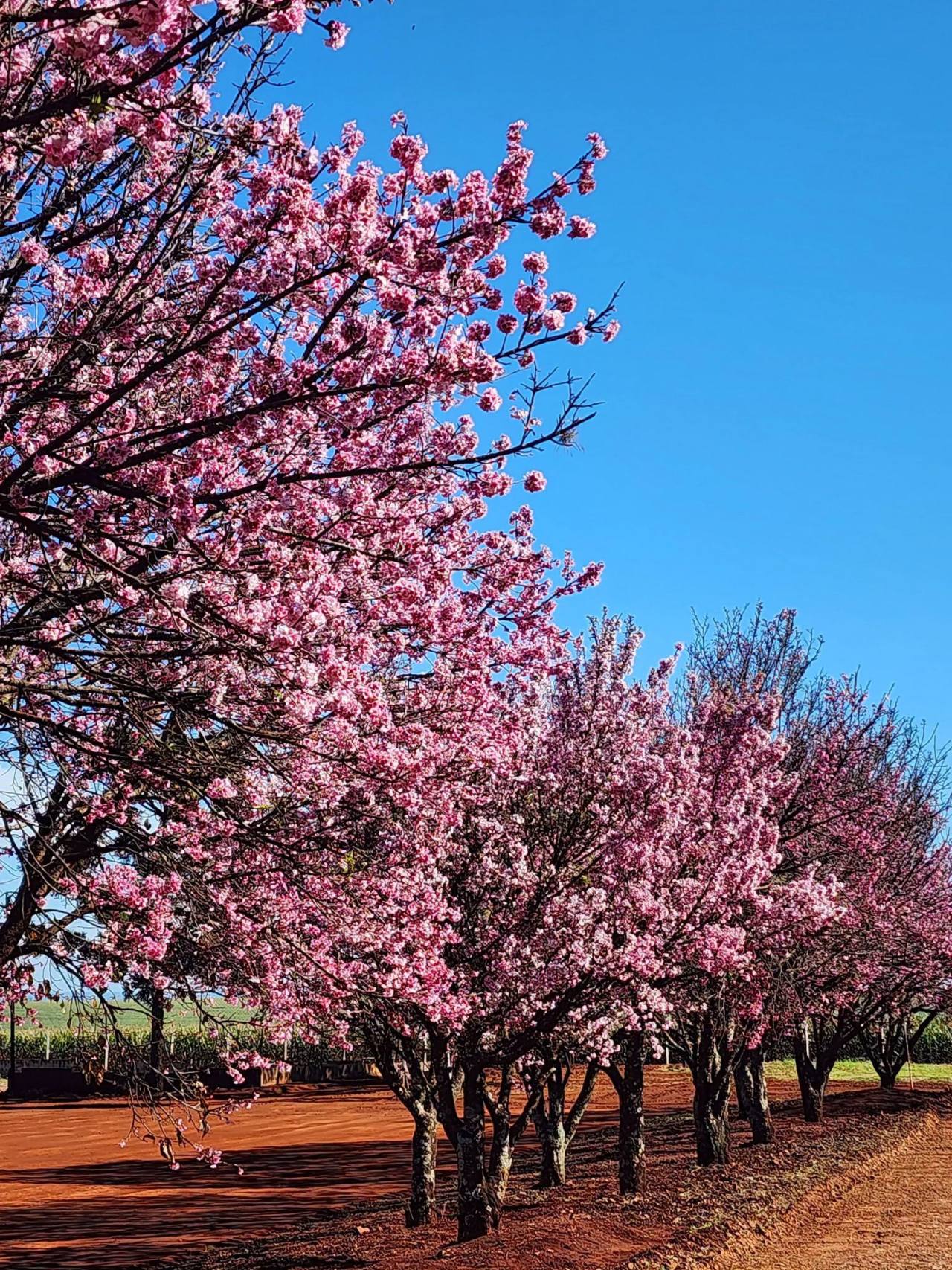 Florada das cerejeiras encanta Assaí e reforça tradição japonesa no município Florada das cerejeiras encanta Assaí e reforça tradição japonesa no município
