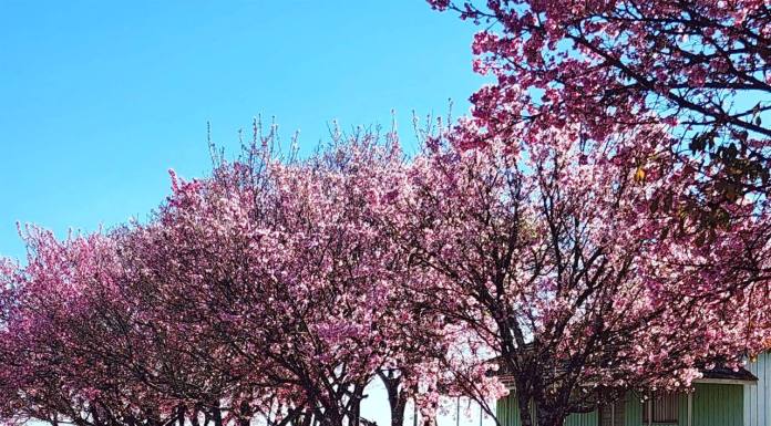 Florada das cerejeiras encanta Assaí e reforça tradição japonesa no município