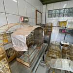 Após denúncia, IAT resgata 13 pássaros silvestres mantidos em cativeiro em Campo Mourão