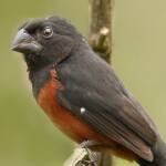 Após denúncia, IAT resgata 13 pássaros silvestres mantidos em cativeiro em Campo Mourão