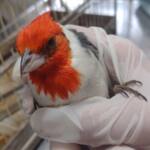 Após denúncia, IAT resgata 13 pássaros silvestres mantidos em cativeiro em Campo Mourão