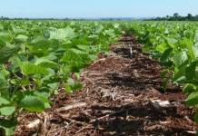 R$ 7,9 bilhões em dívidas aceleram mudanças no crédito para o agronegócio