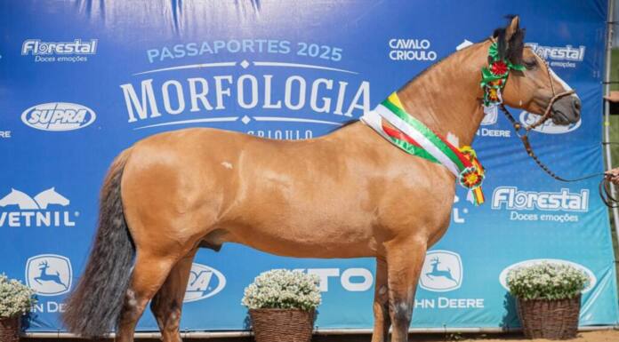 Paraná revela selecionados para Morfologia do Cavalo Crioulo da Expointer 2025