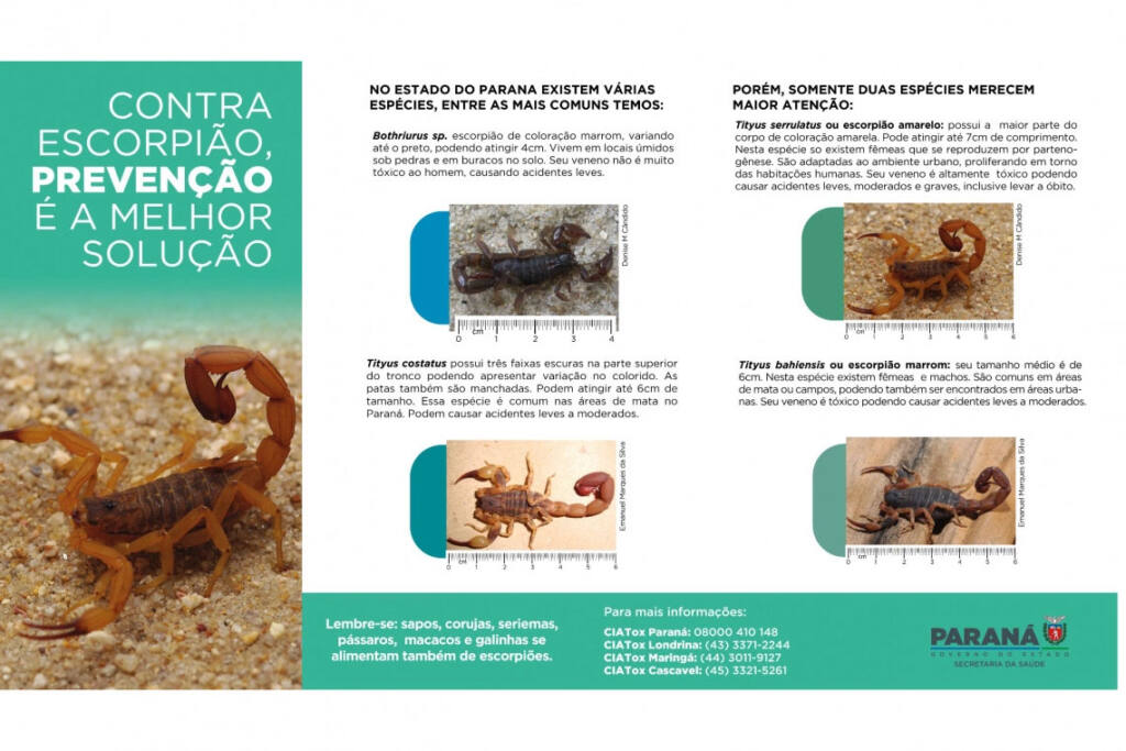 Saúde captura escorpiões em Cambará e reforça medidas de prevenção em todo o Paraná