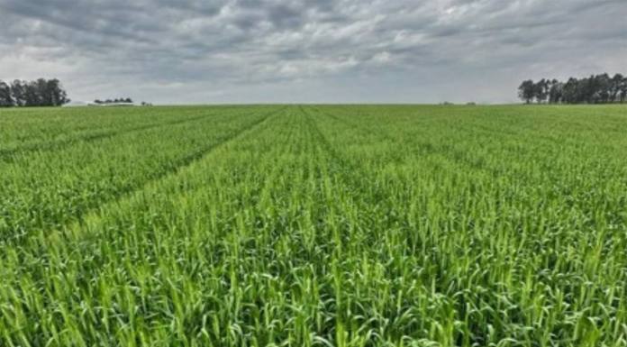 Trigo entra em fases sensíveis sob risco de oscilações climáticas