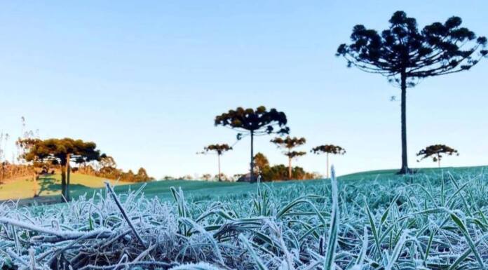 IDR-Paraná e Simepar iniciam serviço Alerta Geada na segunda-feira