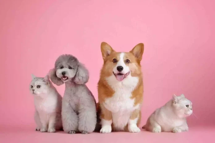 animais-de-estimacao_1_76898