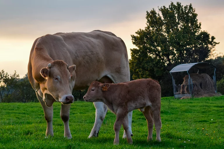 animals-4530989_1920-1-1-768x513