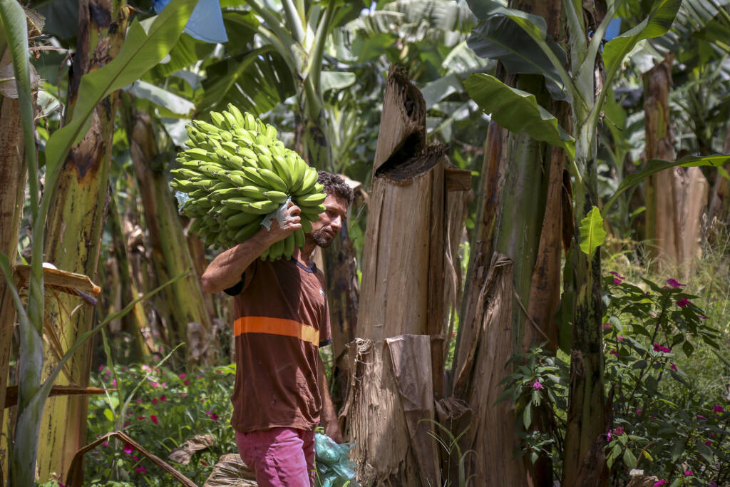 Boletim do Deral aborda boas perspectivas para a tilápia e impactos das chuvas na banana Boletim do Deral aborda boas perspectivas para a tilápia e impactos das chuvas na banana