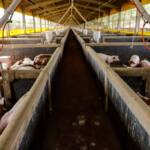 Produção de biogás a partir da suinocultura gera renda extra para produtores do Paraná