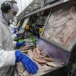 Com tilápia em alta, exportação paranaense de pescados cresceu 20% no 1º semestre