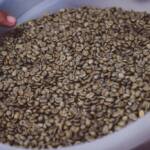 Paraná pode produzir até 750 mil sacas de café em 172 municípios em 2024, aponta boletim