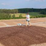 Paraná pode produzir até 750 mil sacas de café em 172 municípios em 2024, aponta boletim