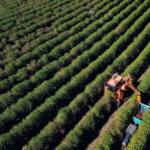 Paraná pode produzir até 750 mil sacas de café em 172 municípios em 2024, aponta boletim
