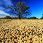 Paraná pode produzir até 750 mil sacas de café em 172 municípios em 2024, aponta boletim