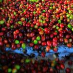 Paraná pode produzir até 750 mil sacas de café em 172 municípios em 2024, aponta boletim