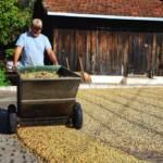 Paraná pode produzir até 750 mil sacas de café em 172 municípios em 2024, aponta boletim