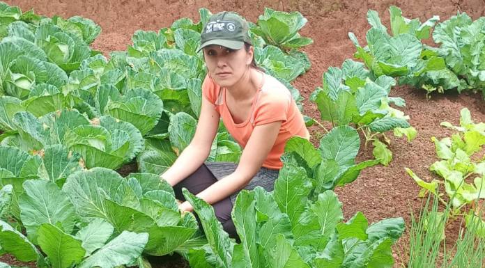 Segurança alimentar e renda: IDR-Paraná implanta hortas domésticas em Campo Largo Foto: IAT
