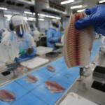 Com tilápia em alta, exportação paranaense de pescados cresceu 20% no 1º semestre