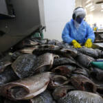 Com tilápia em alta, exportação paranaense de pescados cresceu 20% no 1º semestre