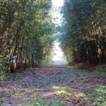 Turismo rural: São José dos Pinhais inaugura Circuito Roça Velha neste domingo