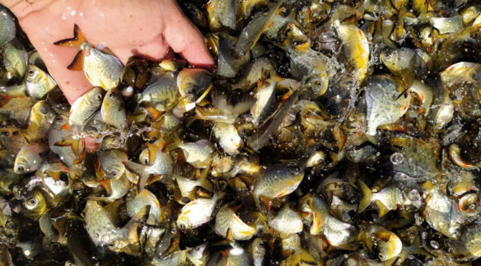 Rio Vivo: conheça as espécies de peixes que estão repovoando as águas doces do Paraná