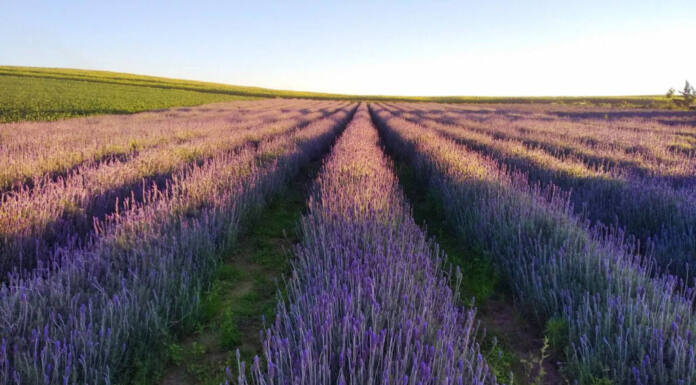 Com apoio do Viaje Paraná, turismo dos Campos Gerais é divulgado para todo o País Foto: Divulgação Lavandário Het Dorp