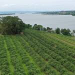 Doce e resistente, goiaba projeta Carlópolis com cultivo inovador e união de produtores