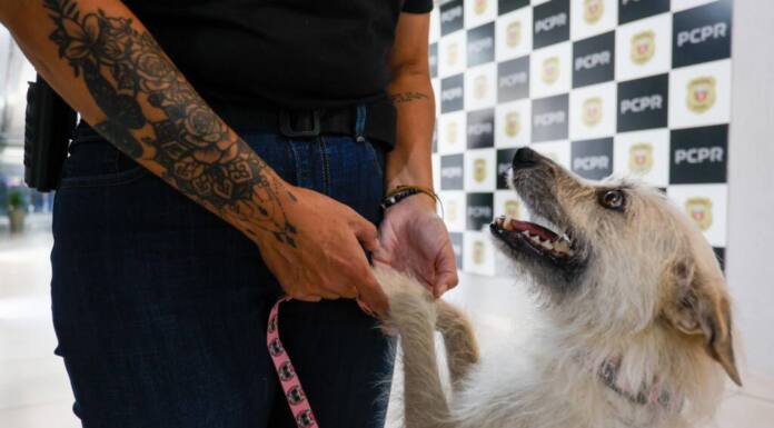 Policiais civis adotam cachorrinha que “pediu ajuda” para salvar os filhotes