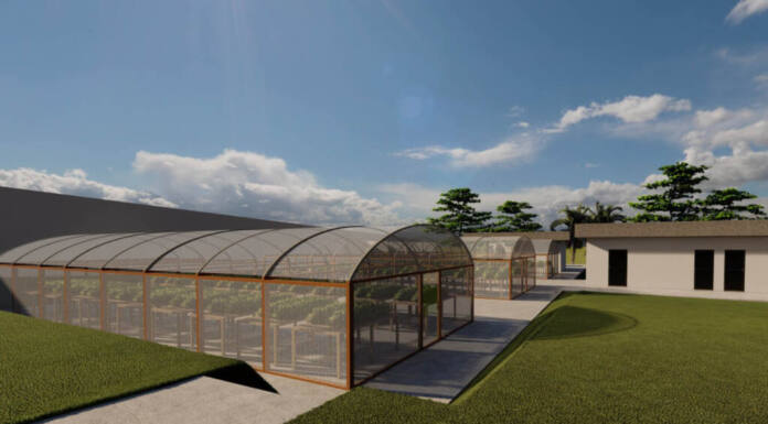 IDR-Paraná terá em Londrina horto de plantas medicinais, aromáticas e condimentares
