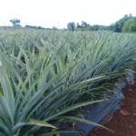 Com apoio do IDR-Paraná, abacaxi orgânico é aposta de produtores do Norte Pioneiro Com apoio do IDR-Paraná, abacaxi orgânico é aposta de produtores do Norte Pioneiro
