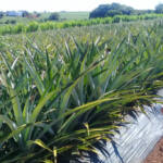 Com apoio do IDR-Paraná, abacaxi orgânico é aposta de produtores do Norte Pioneiro Com apoio do IDR-Paraná, abacaxi orgânico é aposta de produtores do Norte Pioneiro