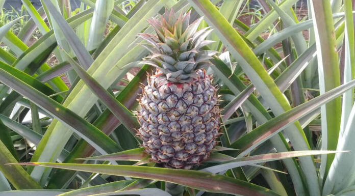 Com apoio do IDR-Paraná, abacaxi orgânico é aposta de produtores do Norte Pioneiro