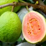 Doce e resistente, goiaba projeta Carlópolis com cultivo inovador e união de produtores