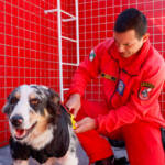 GOST: como atua a equipe dos Bombeiros especializada em grandes desastres