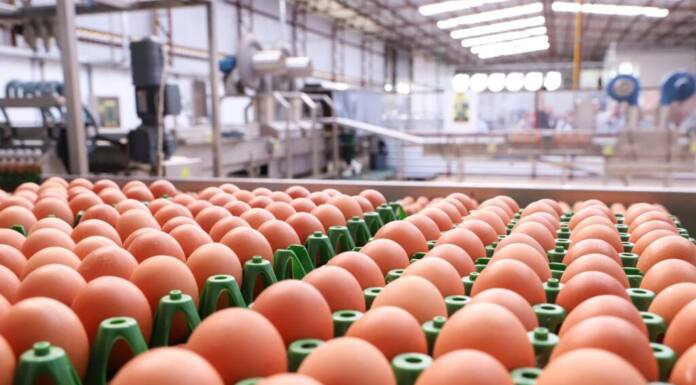 202 milhões de dúzias: produção de ovos para consumo cresce 5,7% no Paraná em 2024