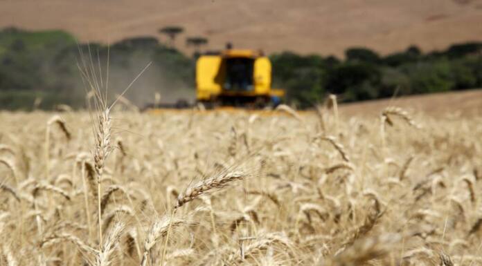 Adesão obrigatória da nota fiscal eletrônica do produtor rural é adiada para fevereiro