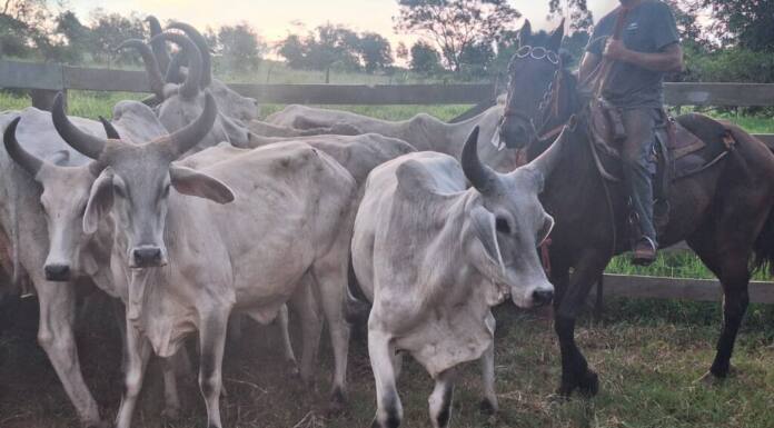 Ação rápida no campo: PCPR prende homem por receptação e recupera rebanho em Jaguapitã