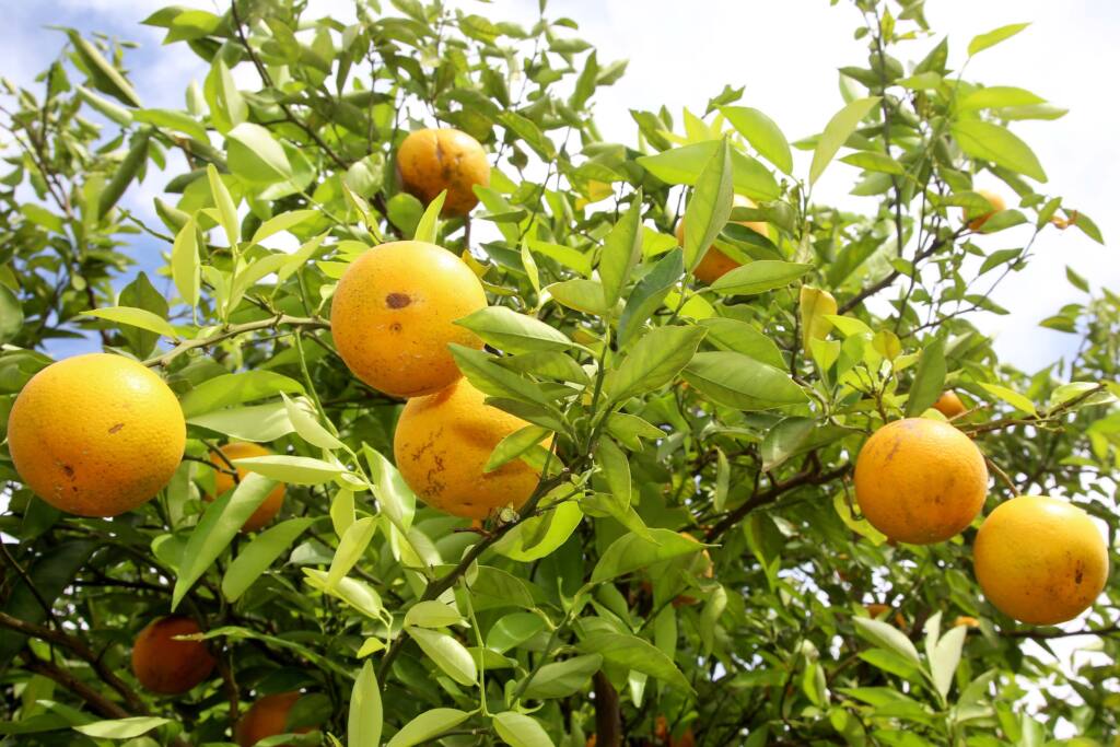 Com colheita no fim, produtor de milho paranaense recebe 12% a mais que em agosto de 2023