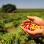 Exportações de café do Paraná têm melhor 1º semestre dos últimos 12 anos