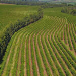 Paraná pode produzir até 750 mil sacas de café em 172 municípios em 2024, aponta boletim