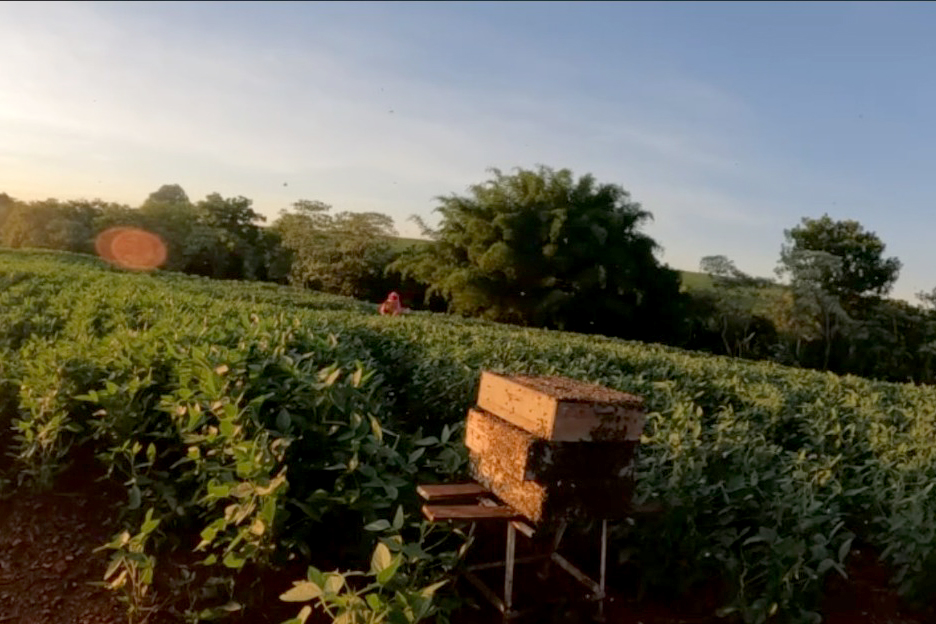 Com apoio do IDR-PR, abelhas produzem mel e aumentam produção de grãos no Noroeste Com apoio do IDR-PR, abelhas produzem mel e aumentam produção de grãos no Noroeste