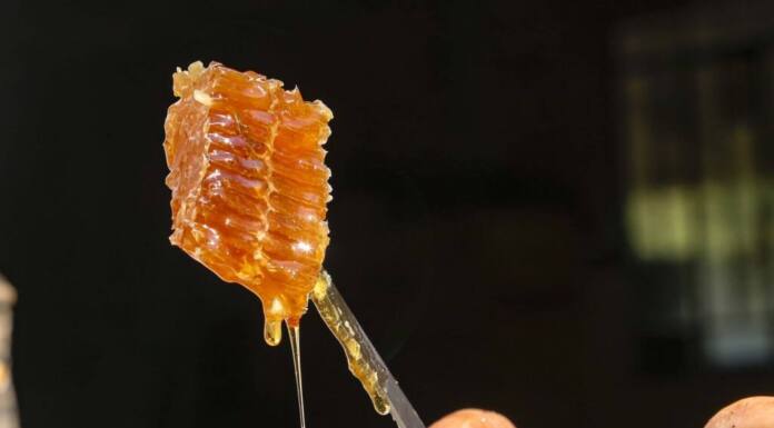 Evento de gastronomia paranaense destaca produtos com Indicação Geográfica
